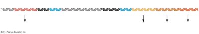 Ara operon and positive regulation