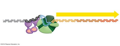 AraC protein as an activator when bound to arabinose