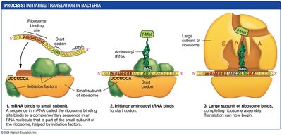 Initiating translation in bacteria