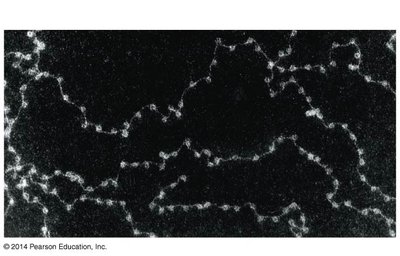 Nucleosomes in chromatin