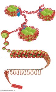 Nucleosome structure and chromatin condensation