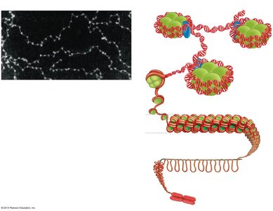 Eukaryotic transcriptional elements