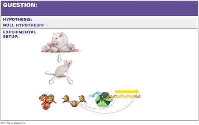 Experimental setup for studying epigenetic effects