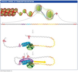 Steps of transcription initiation in eukaryotes