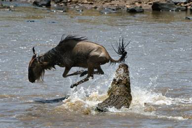 Wildebeest escaping crocodile