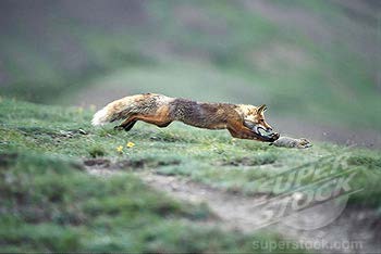 Fox pursuing prey