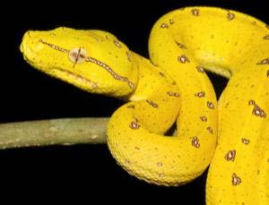 Green parrot snake with vertical pupils