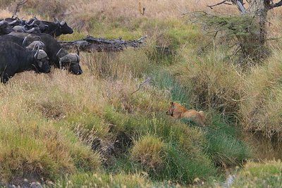 Birds mobbing a hawk