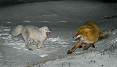 Two foxes competing in the snow