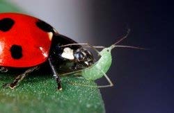 Ladybug eating an aphid
