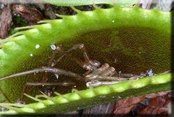 Spider caught in a Venus flytrap