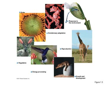 Characteristics of life: order, evolutionary adaptation, response to environment, regulation, energy processing, growth and development, reproduction