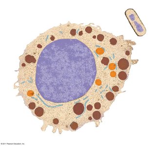 Cell structure illustration