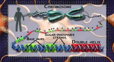 DNA structure and chromosome