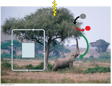 Ecosystem interactions