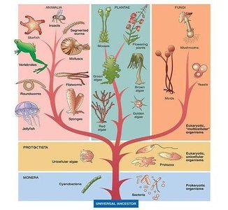 Evolutionary tree of life