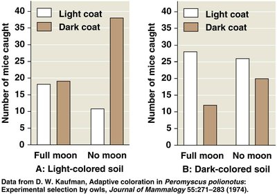 Experimental data: number of mice caught with different coat colors in different environments