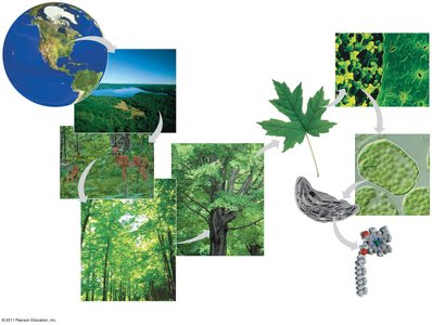 Levels of biological organization from biosphere to molecules