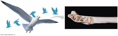Bird wing and wing bone structure
