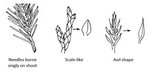 Gymnosperm leaf types diagram