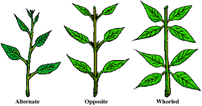Alternate, opposite, and whorled leaf arrangement