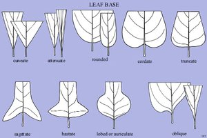 Leaf base types diagram