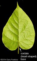 Leaf apex and base
