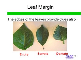 Leaf margin photo comparison