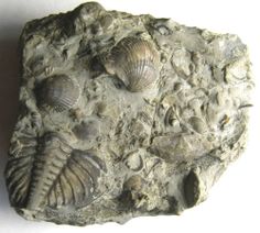 Silurian fossil with trilobite and shells