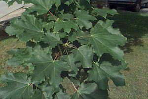 Norway Maple leaves