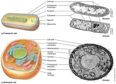Comparison of prokaryotic and eukaryotic cells