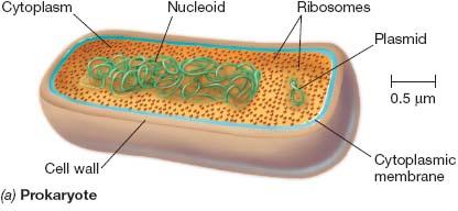Functions of the cytoplasmic membrane