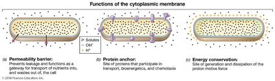 Bacterial transport systems