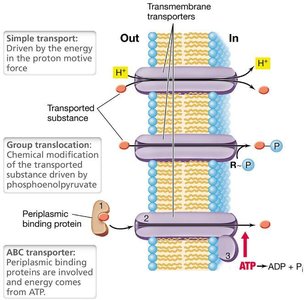 Peptidoglycan structure