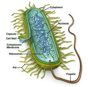 Labeled diagram of a bacterial cell