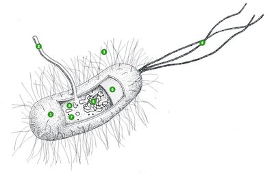 Properties of microbial cells