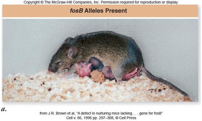 Mouse with fosB alleles present nurturing offspring