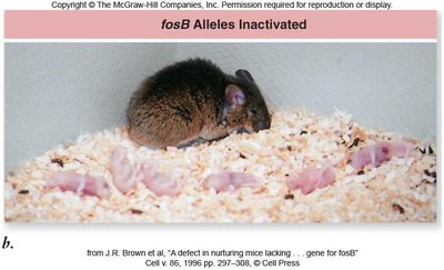 Mouse with fosB alleles inactivated ignoring offspring