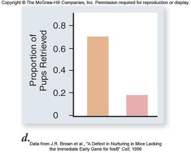 Bar graph showing proportion of pups retrieved