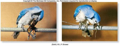 Blue Jay eating monarch butterfly and vomiting