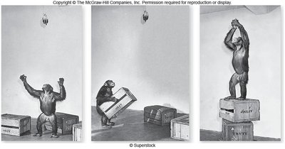 Chimpanzee stacking boxes to reach banana