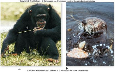 Chimpanzee using a stick as a tool