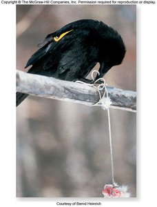 Bird using string to retrieve food