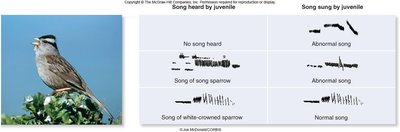 Bird song learning table