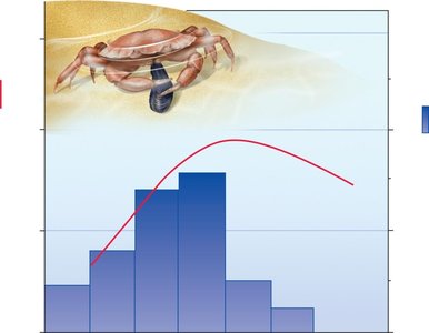 Shore crab foraging optimality graph