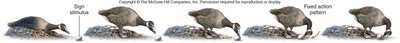 Goose egg retrieval fixed action pattern sequence