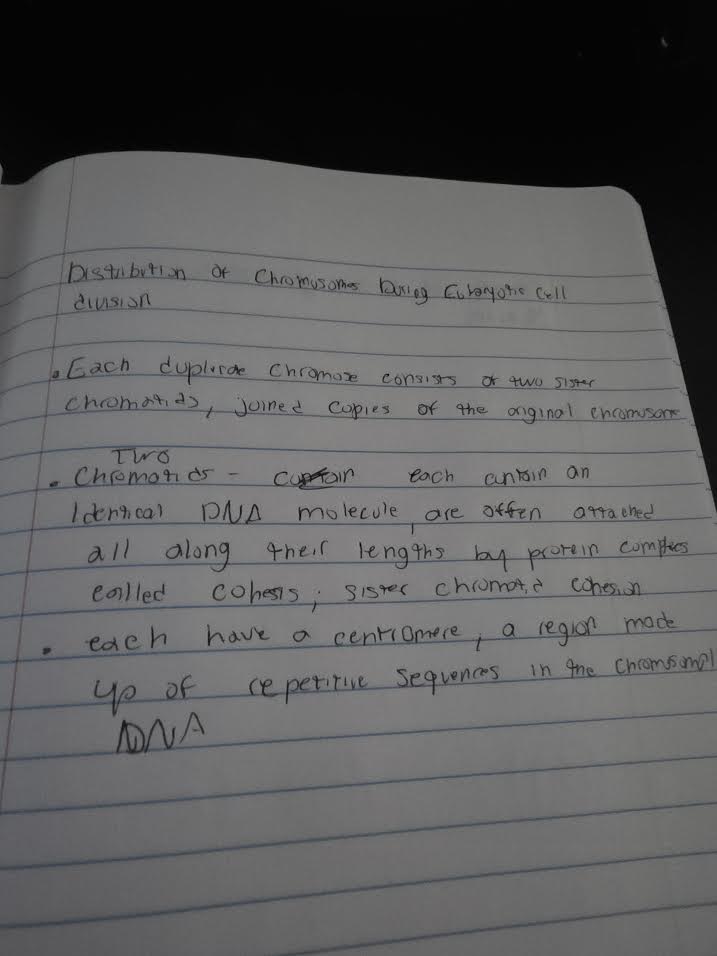 Handwritten notes on chromosome distribution during cell division