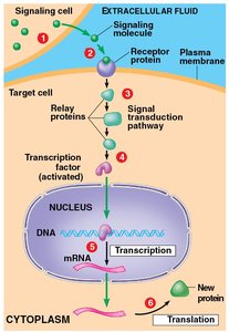 Signal transduction pathway