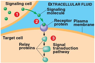 Early steps of signal transduction