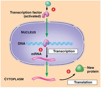 Transcription and translation after signal transduction